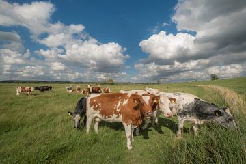 Les vaches dans les plaines inondables sur Moetwil en van Dijk - Fotografie