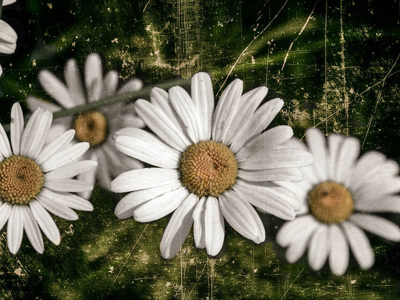 madeliefjes par Christine Nöhmeier