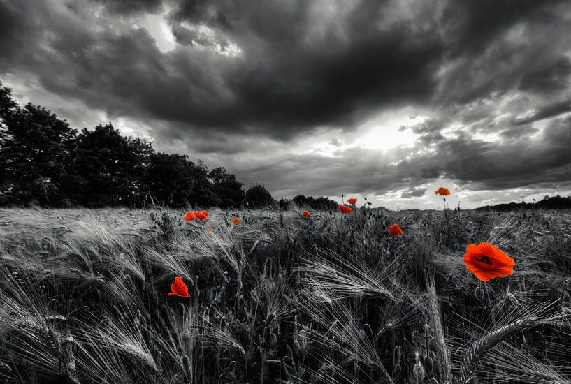 Mohn vor dem Sturm von Malte Pott