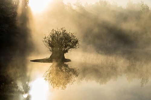 Pollard willow in misty forest lake