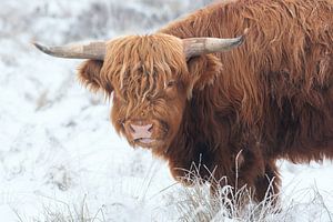 Schottischer Highlander