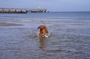 Wasserspiele an der Ostsee mit einem Magyar Vizsla.