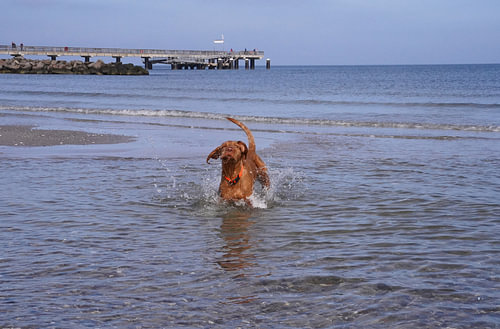 Waterspelletjes aan de Baltische Zee met een Magyar Vizsla.