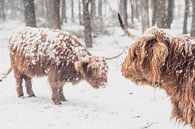 Schotse Hooglanders in de sneeuw van Sjoerd van der Wal Fotografie thumbnail