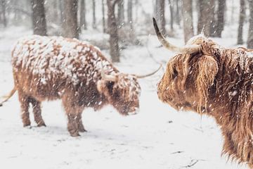 Schotse Hooglanders in de sneeuw van Sjoerd van der Wal