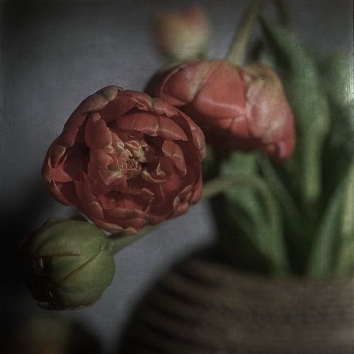 Tulpenzwiebel alter Stil