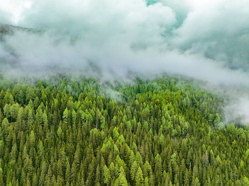 Boslandschap met pijnbomen op een berg in de Alpen
