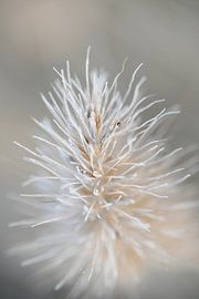 Gefrorener Tau von Miss Antenna