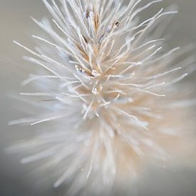 Rosée gelée sur Miss Antenna