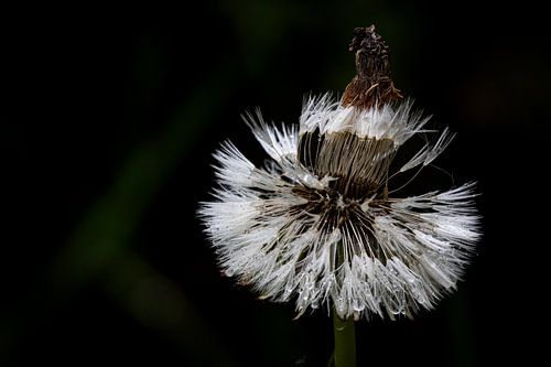 Une petite plume sous la pluie, le silence du matin dans « Regenlicht »