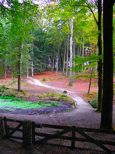 Forest Let's take a walk