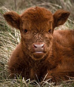 Schottischer Highlander: Junges Kalb im Gras