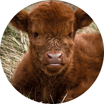 Schotse Hooglander: jong kalf in het gras van Marjolein van Middelkoop