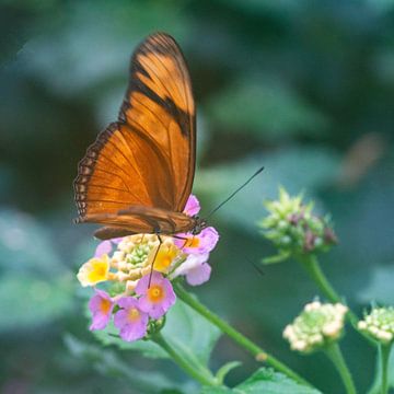Brauner Schmetterling auf Blüte van Flatfield