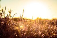 Zonsopkomst
