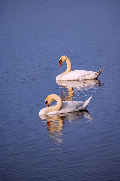 ZWANEN IN HET VERENMEER van Photoart-Naegele