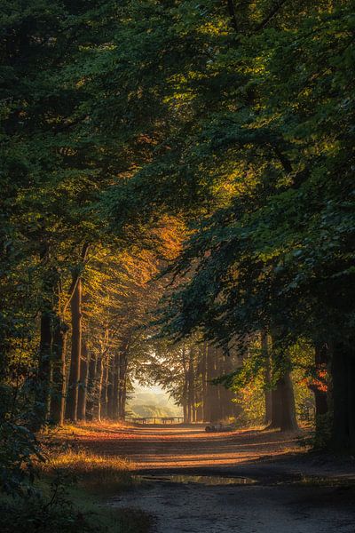 Forest path to benches for views of Kwintelooijen nature reserve by Moetwil en van Dijk - Fotografie