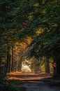 Forest path to benches for views of Kwintelooijen nature reserve by Moetwil en van Dijk - Fotografie thumbnail