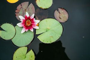 Rosa Seerose im Wasser