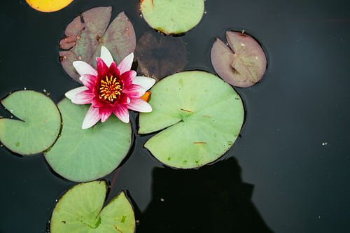 Pink Water Lily in the Water