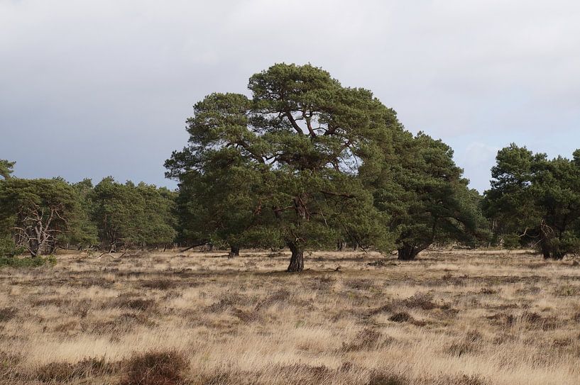 Baum von Madeltijntje