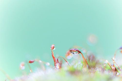 A macro shot from mos with water droplets.