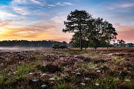 The wildenberg by Foto UiterwijkWinkel