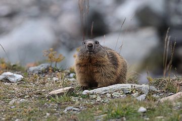 Marmot in Cervinia Wildlife Aostadal Italië van Frank Fichtmüller