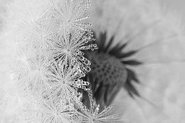 La paix dans la nature : cachée derrière le duvet blanc sur Marjolijn van den Berg