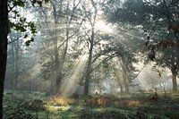 Sonnenstrahlen durch die Bäume auf der Veluwe