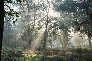 Sonnenstrahlen durch die Bäume auf der Veluwe von Mike Bos