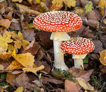 Toadstools van ManfredFotos