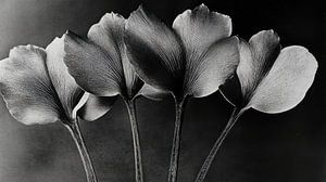Tulipes argentées