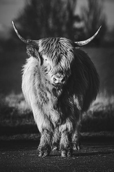 Scottish Highlander - Noir et blanc par Nicky Kapel