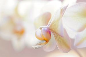 Orchidee bloemen - Minimalistische fotografie