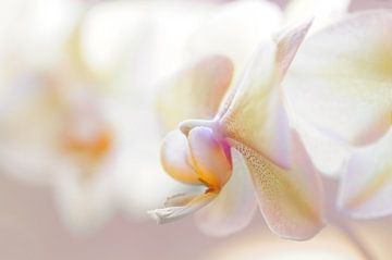 Orchideenblüten - Minimalistische Fotografie von Rolf Schnepp