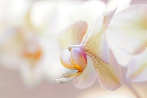 Orchid Flowers - Minimalist Photography