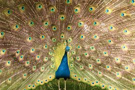 Ein blau-grüner Pfau breitet seine Federn aus. von Jennifer Hendriks