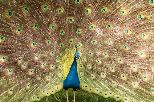Een blauw met groene pauw die zijn veren spreid