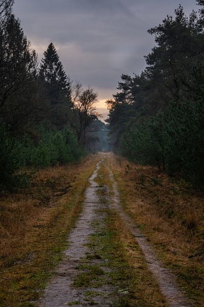Forest trail by Jolieke