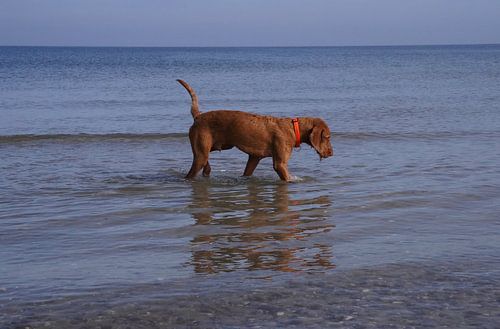 Waterspelletjes aan de Baltische Zee met een Magyar Vizsla.