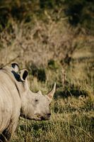 Breitmaulnashorn in Südafrika, das in die Ferne starrt