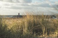 Northern harbour head Scheveningen