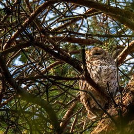 The resting tawny owl. by lukas van hulle
