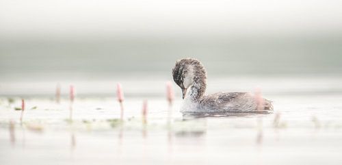 Black-necked grebes young