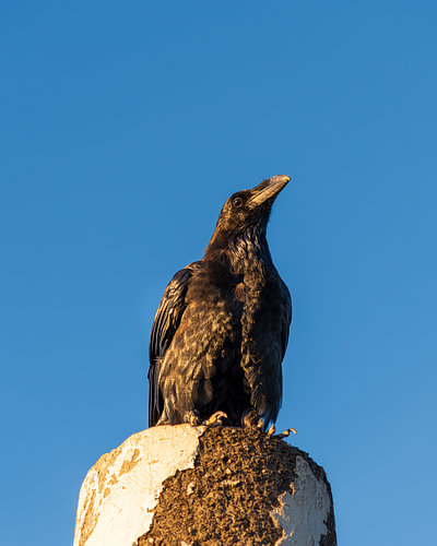Goldener Schimmer auf dem Raben – Ein charaktervolles Vogelporträt