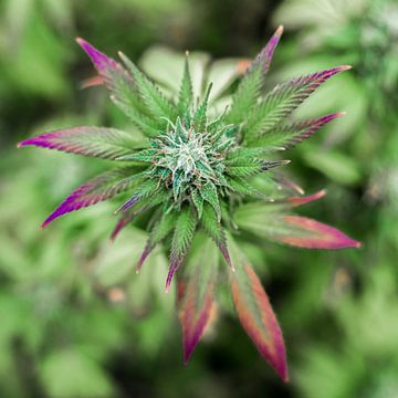 Cannabis Flower Purple by Felix Brönnimann