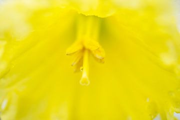 Etamine de jonquille jaune avec goutte d'eau sur Iris Holzer Richardson