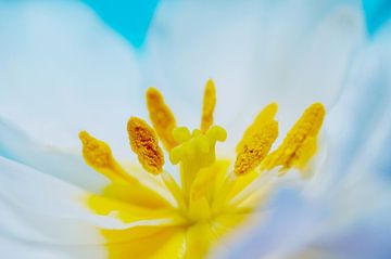 Weiße Tulpe gegen blauen Himmel von Ivonne Fuhren-van de Kerkhof
