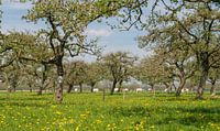 Blossoming Apple trees in an orchard